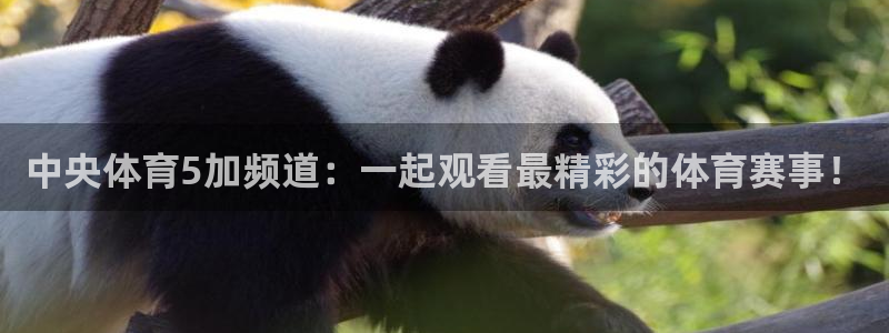 中央体育5加频道：一起观看最精彩的体育赛事！
